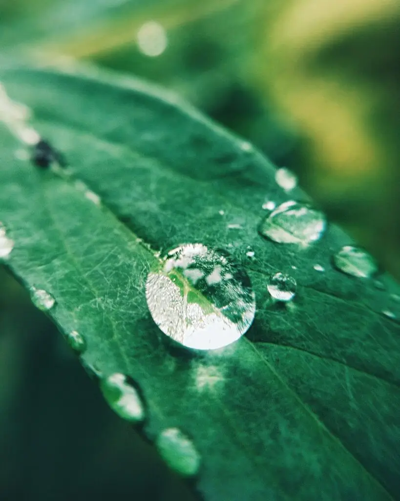 rain, macro, a drop, nature, spring